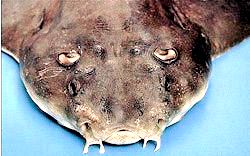 Squatina squatina_02.jpg